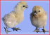 Nègre-soie, Aristosoie décrit la poule, le coq, les poussins de cette belle race Nègre-soie, Aristosoie décrit la poule, le coq, les poussins de cette belle race