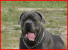 Cane Corso des Mas-Star Cane Corso des Mas-Star