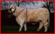 Elevage Verger : charolais à vendre Glenic 23 Elevage Verger : charolais à vendre Glenic 23