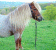 Elevage de poneys shetland de Méravilheta Elevage de poneys shetland de Méravilheta