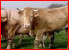 Ferme familiale bio, viande bovine blonde d'Aquitaine (Mayenne 53)