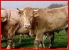 Ferme familiale bio, viande bovine blonde d'Aquitaine (Mayenne 53) Ferme familiale bio, viande bovine blonde d'Aquitaine (Mayenne 53)